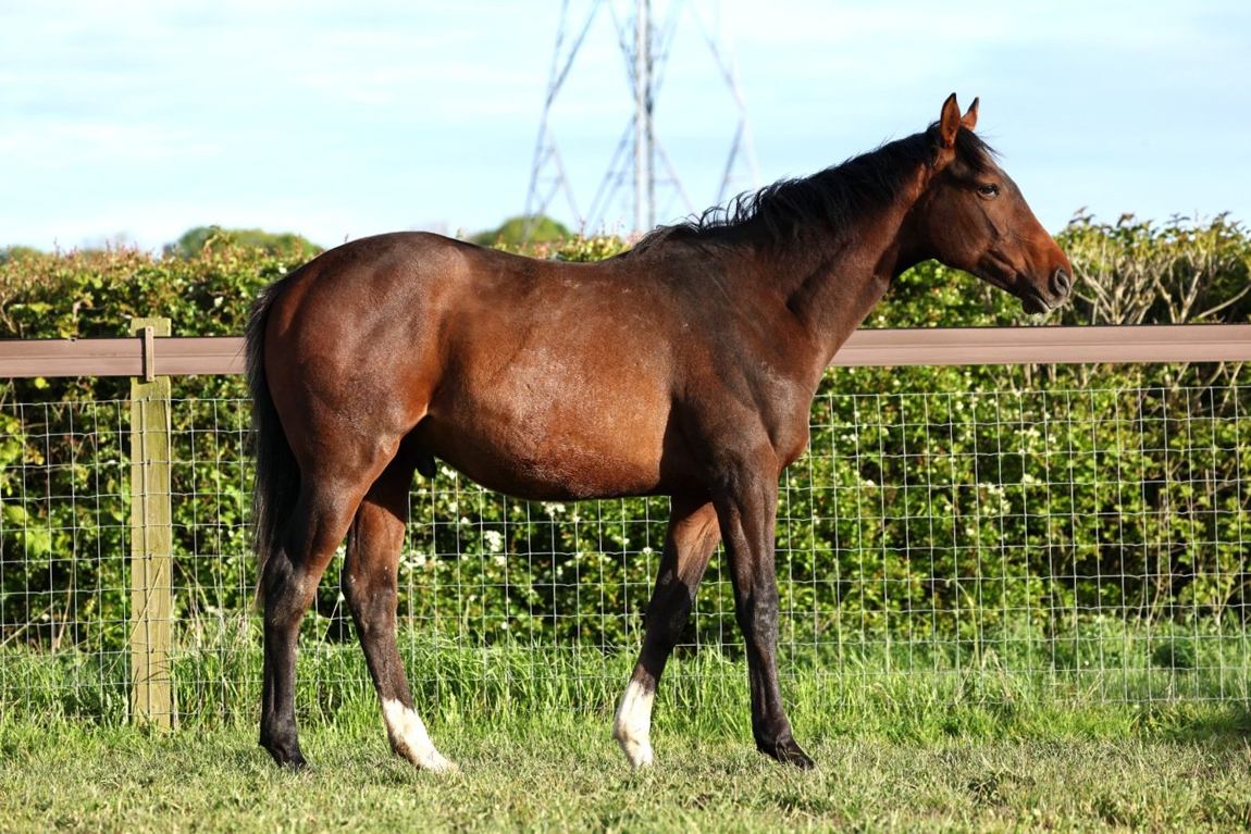Colt as a yearling, May 2026