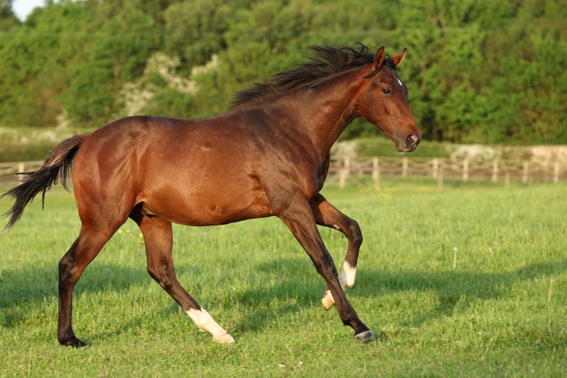 Colt as a yearling, May 2026