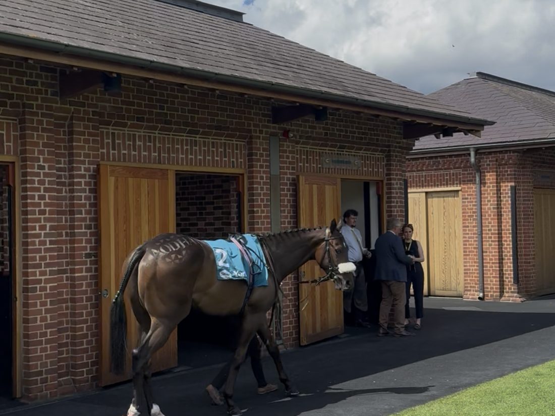 Aodhan in the parade ring